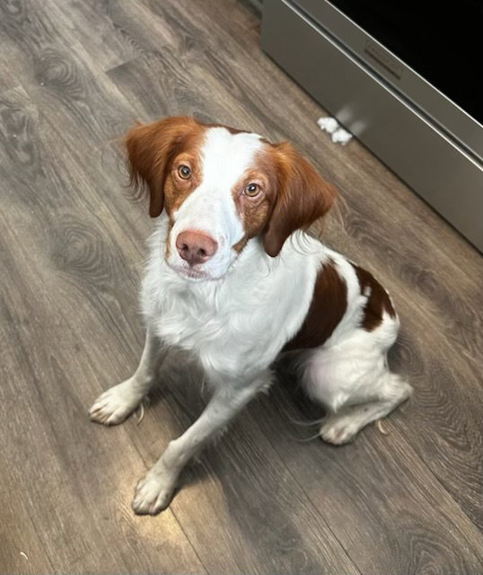 UT/Echo. Adoption Pending