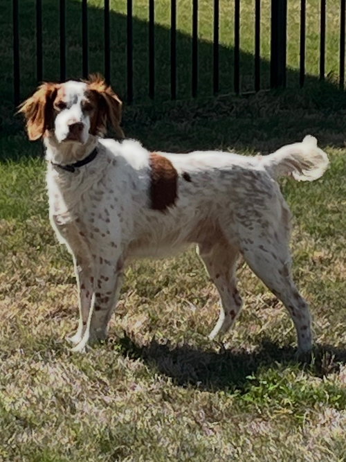 TX/Kirby, an adoptable Brittany in Curwensville, PA