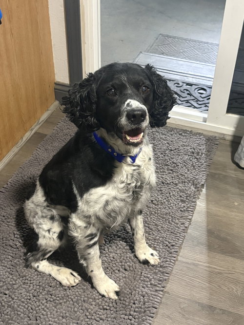 CO/Monty, an adoptable French Brittany in Curwensville, PA