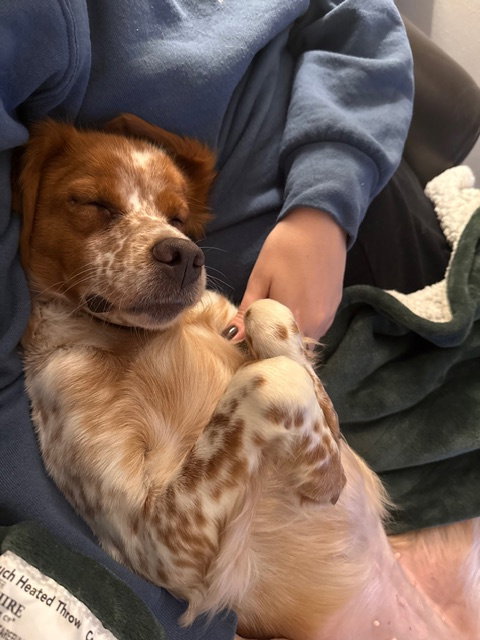 WI/MAPLE - French Brittany available for adoption
