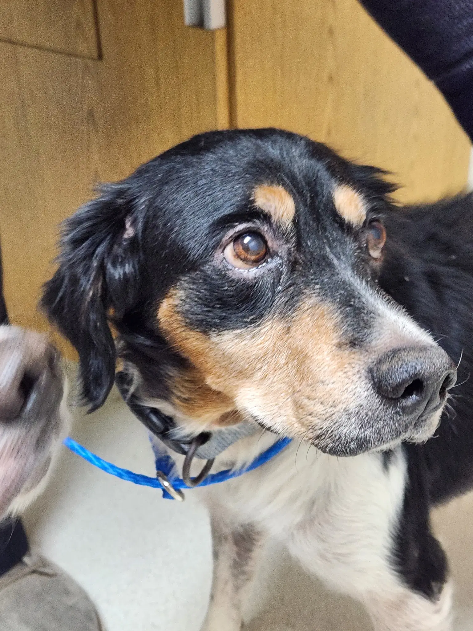 Gajimmy  Jimbo Bonded Pair - Brittany