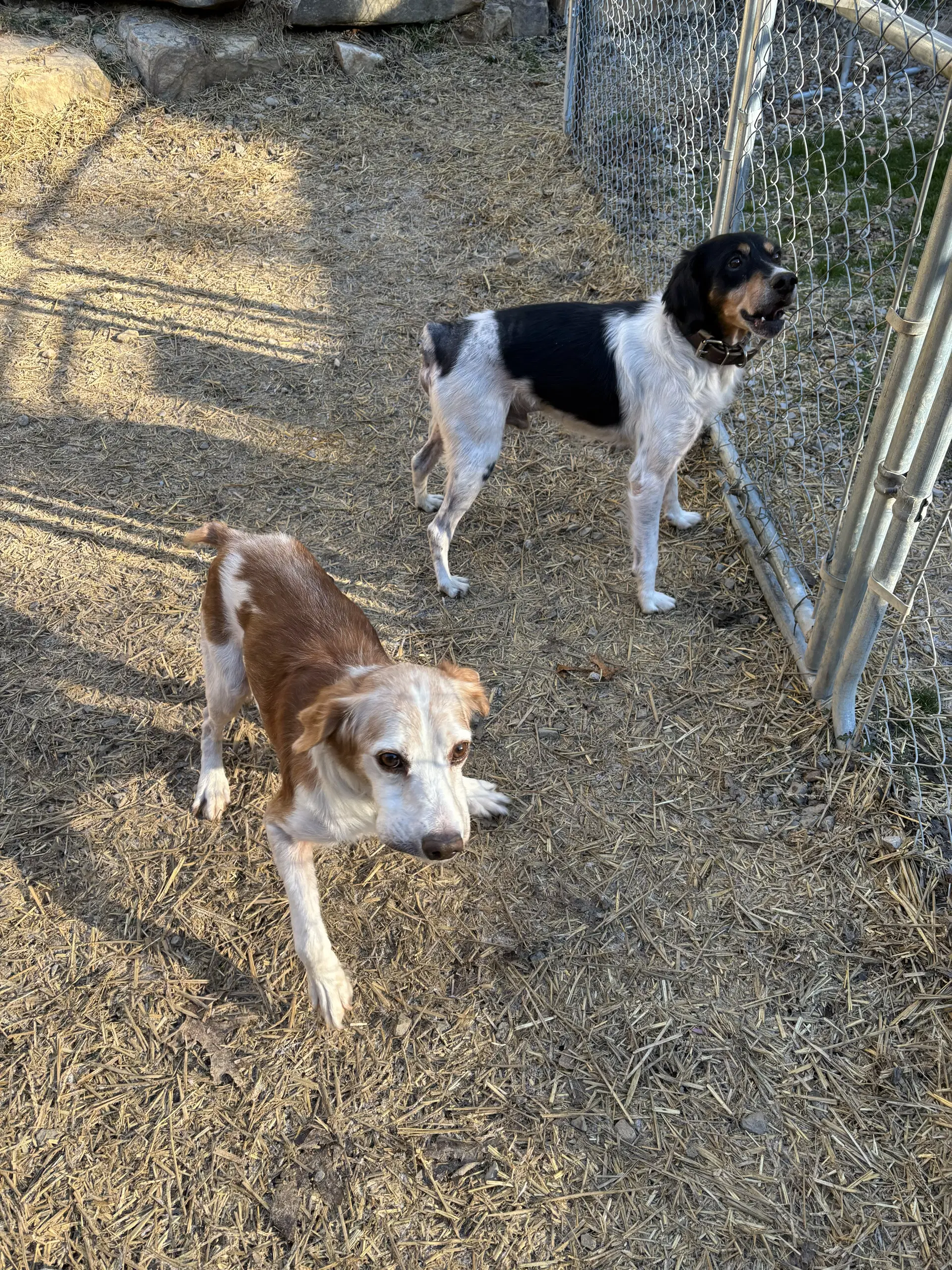 Gajimmy  Jimbo Bonded Pair image 3
