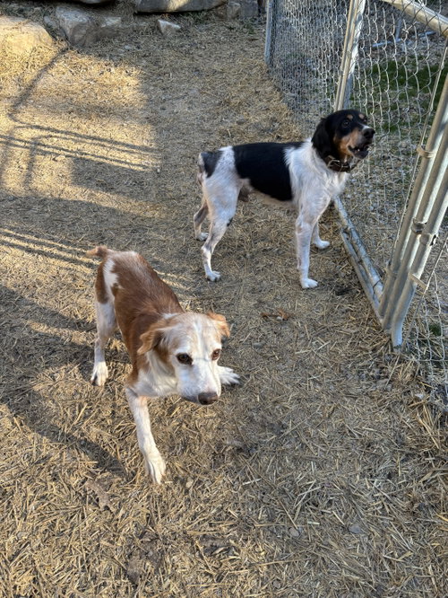 GA/Jimmy & Jimbo (Bonded Pair), photo 3