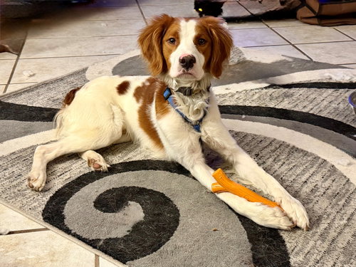 IL/Oliver