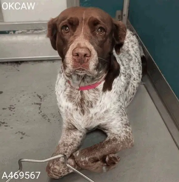 Okgabby Sue - German Shorthaired Pointer