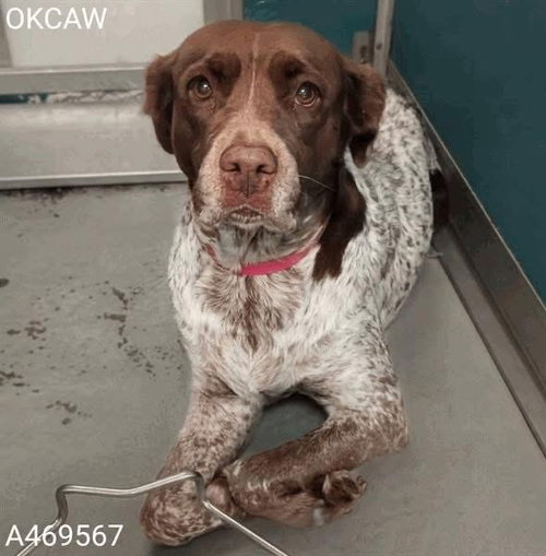 OK/Gabby Sue, an adoptable Brittany in Curwensville, PA
