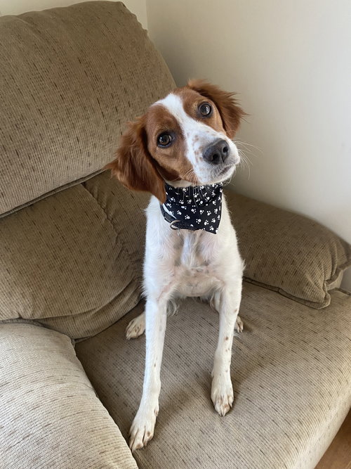 MI/Dee, an adoptable French Brittany in Curwensville, PA