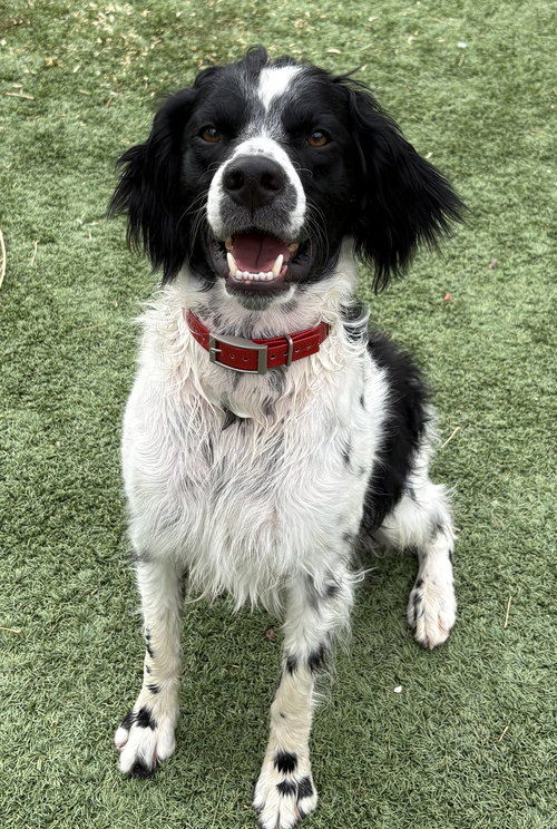 CO/Ozzie Jones, an adoptable Brittany in Curwensville, PA