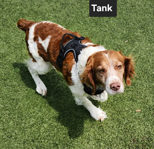OK/Tank (TX), photo 2
