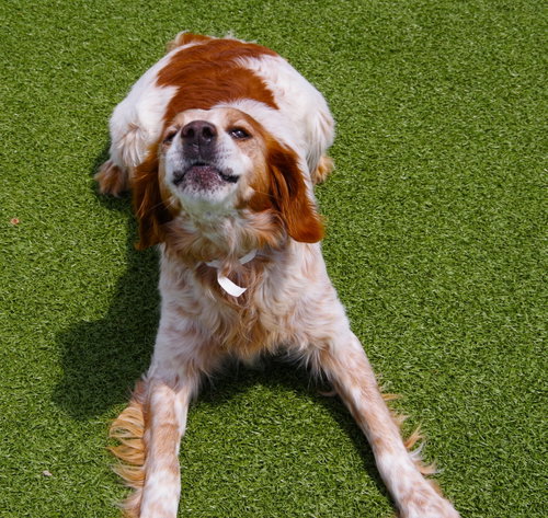 OK/Jack Flash (KS), an adoptable Brittany in Curwensville, PA