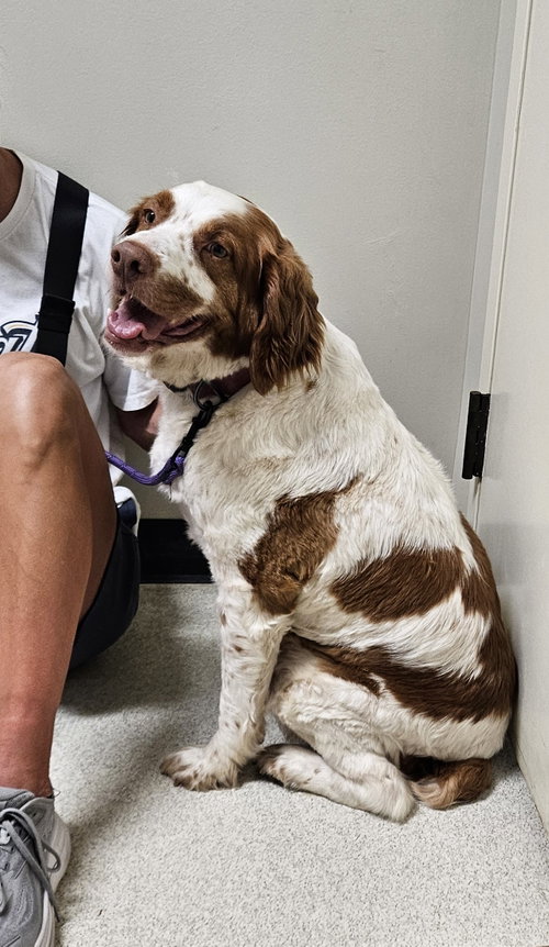 GA/Dallas, an adoptable Brittany in Curwensville, PA