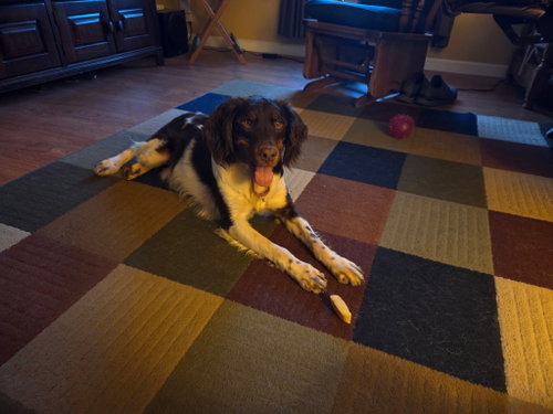 IN/Hershey, an adoptable Brittany in Curwensville, PA