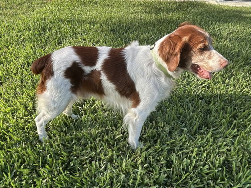 FL/Flash & Cooper (Bonded pair)