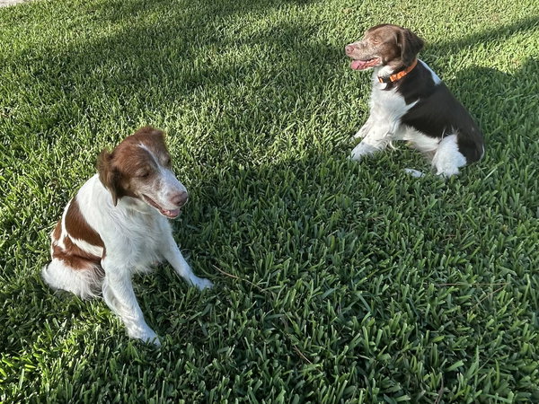 FL/Flash & Cooper (Bonded pair)