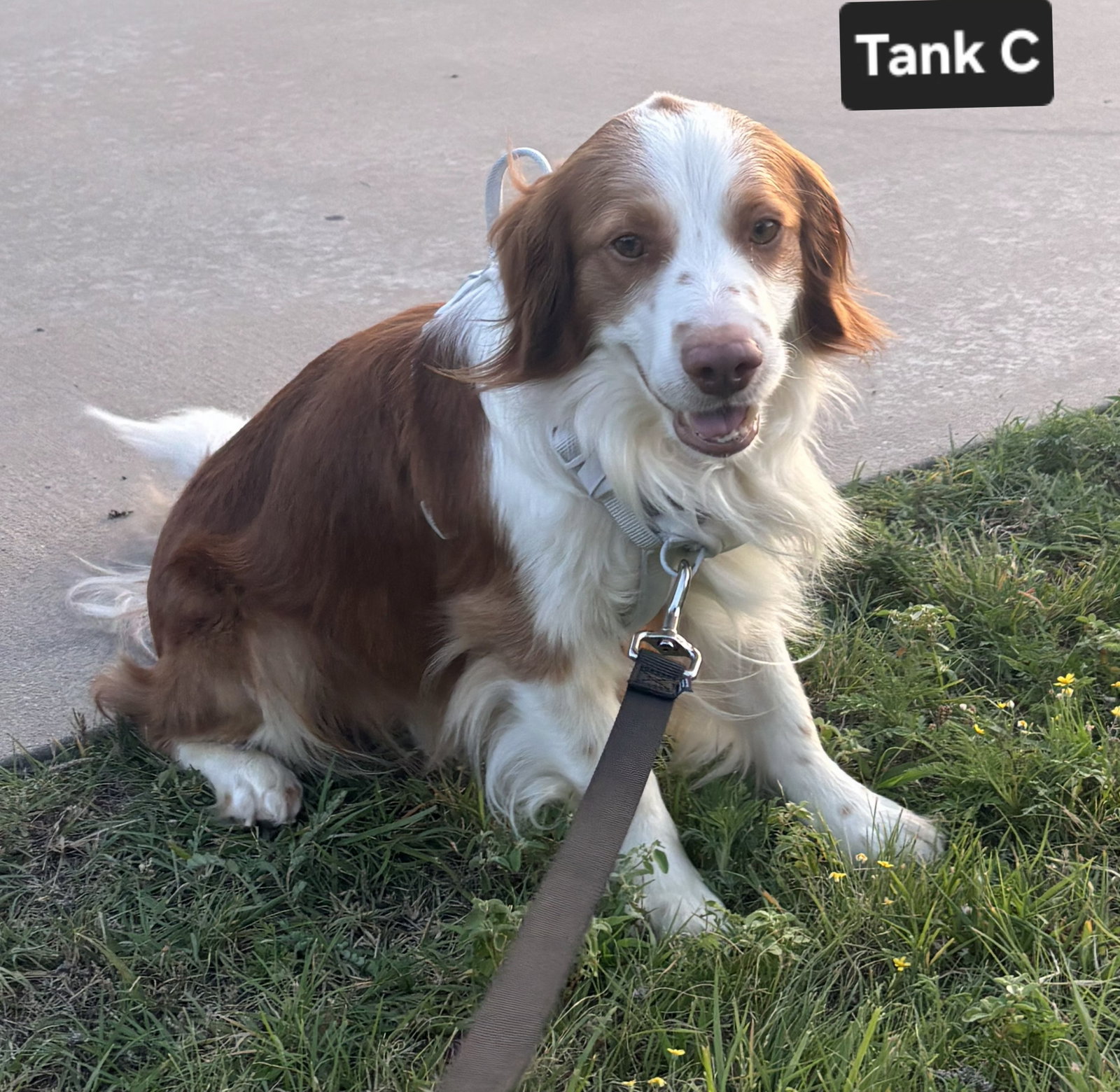 TX/Tank Fritz (LA), photo 6