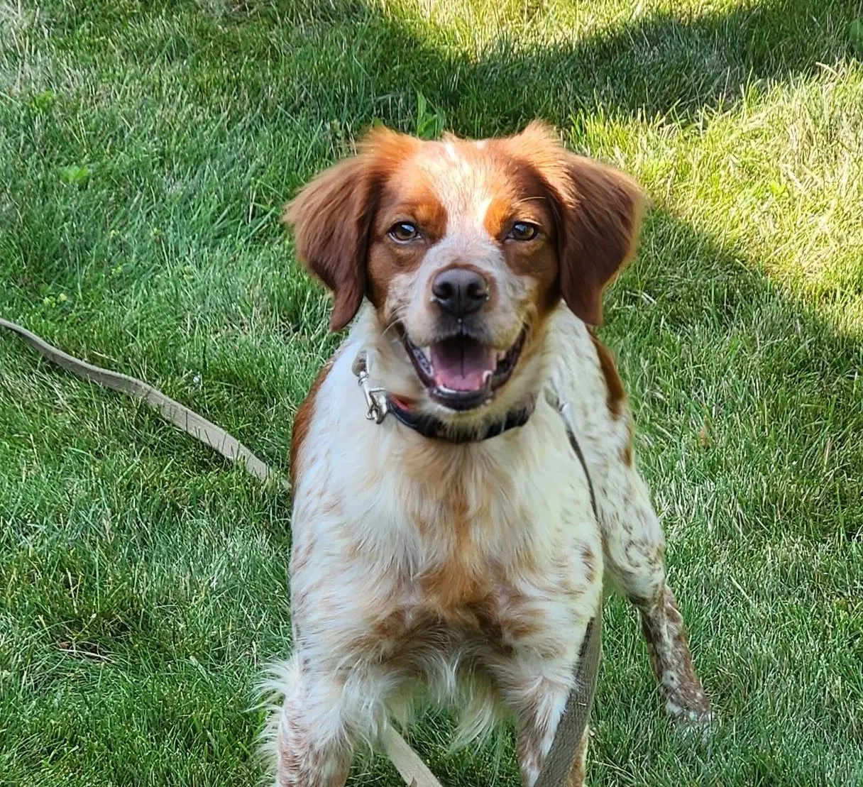 Panellie - French Brittany