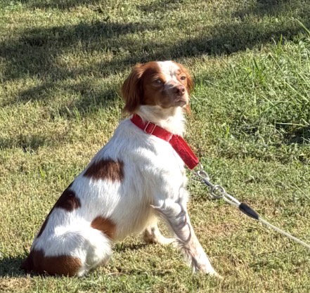 TN/Hank Jr, a dog for adoption from National Brittany Rescue and Adoption Network