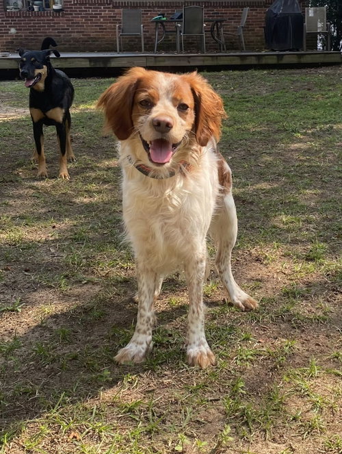 NC/Tommy, a dog for adoption from National Brittany Rescue and Adoption Network