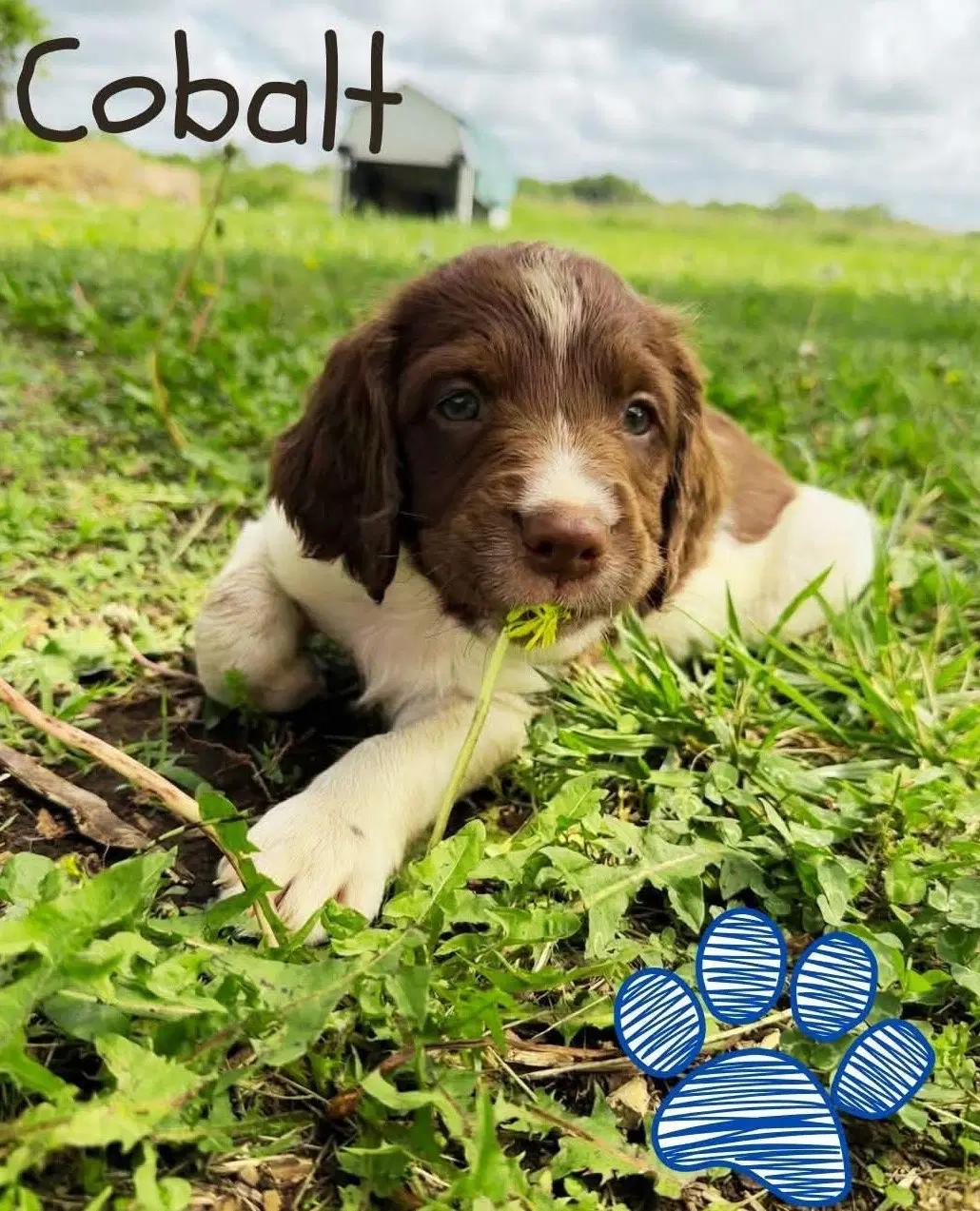 Okcobalt K image 3
