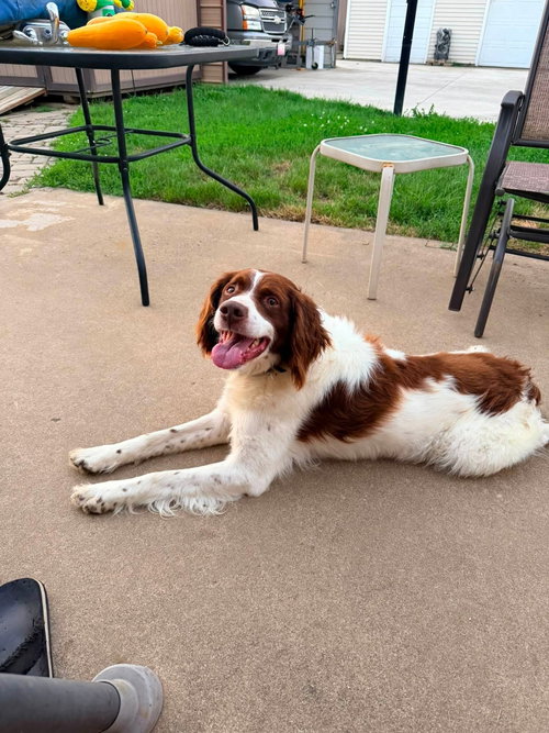 OH/Bear, a dog for adoption from National Brittany Rescue and Adoption Network