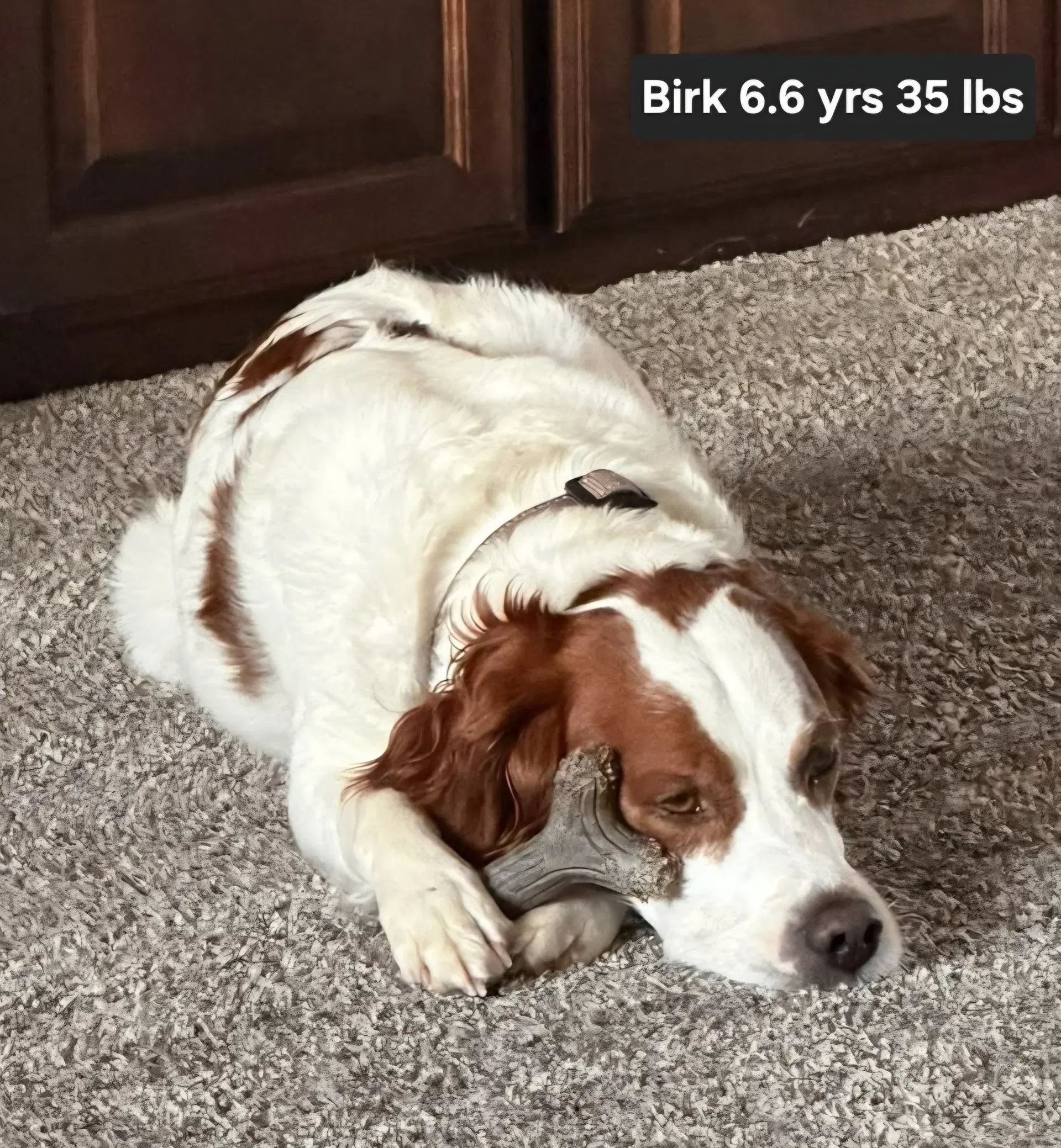 Okbirk image 2