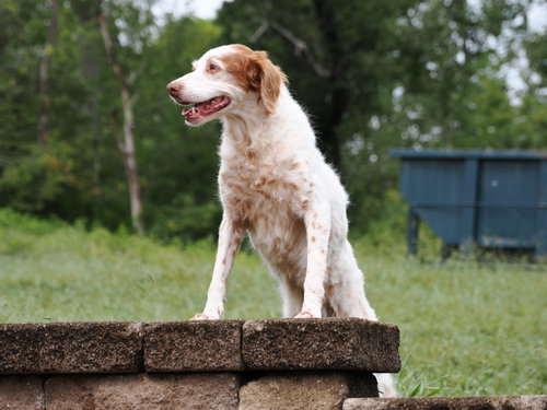 TN/Bailey, a dog for adoption from National Brittany Rescue and Adoption Network