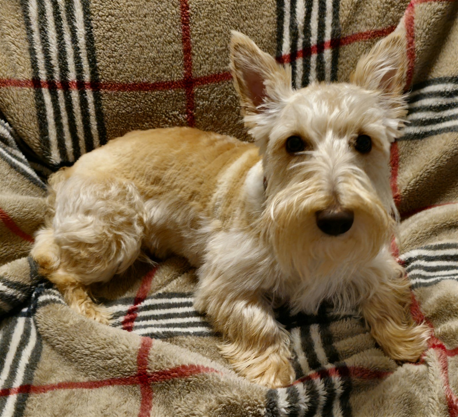 adoptable Dog in Dallas, TX named Meadow - Pending!