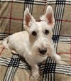 adoptable Dog in dallas, TX named Braedon & Brighton - Rest In Peace
