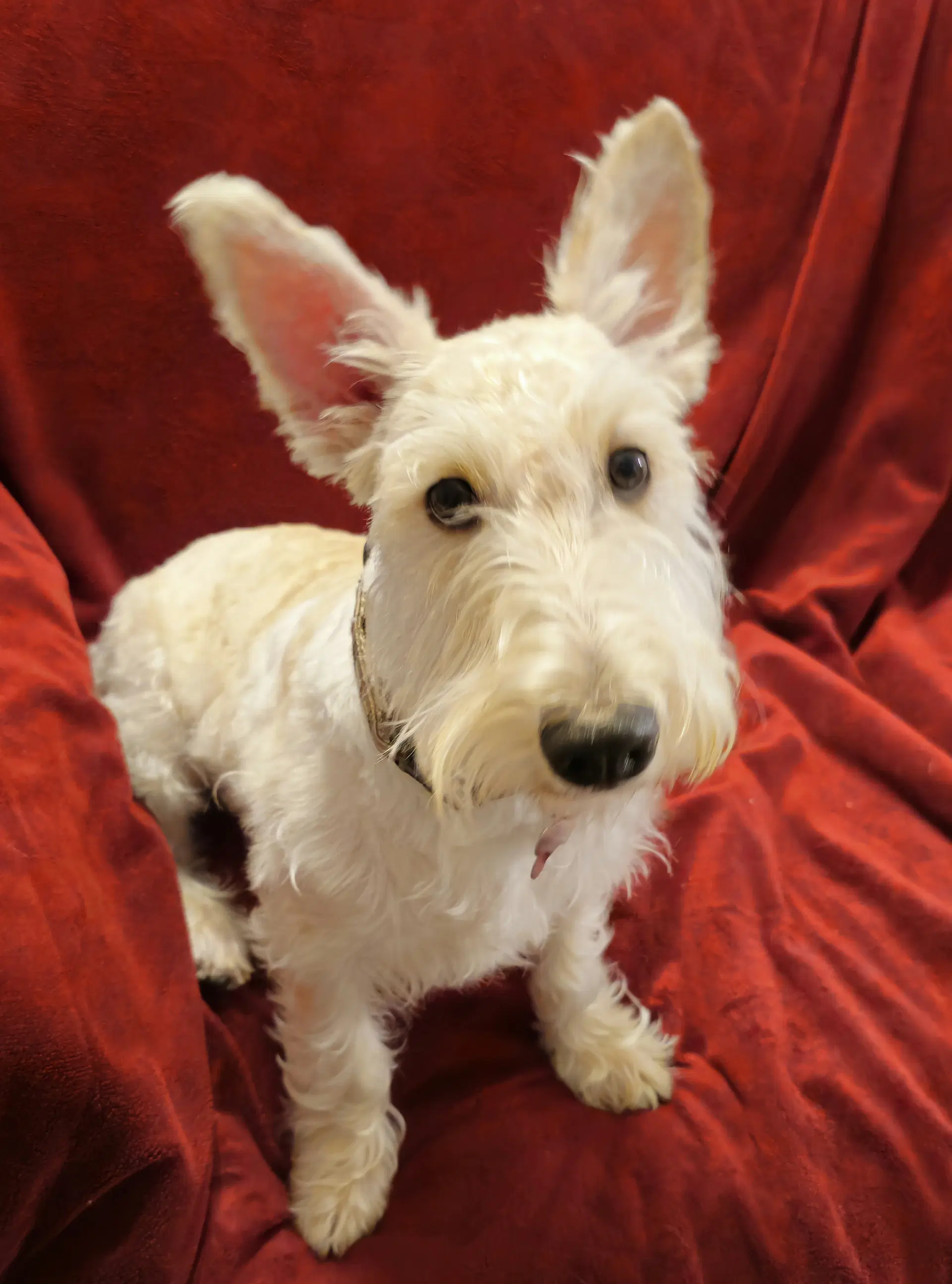 Cailean - Scottish Terrier Scottie