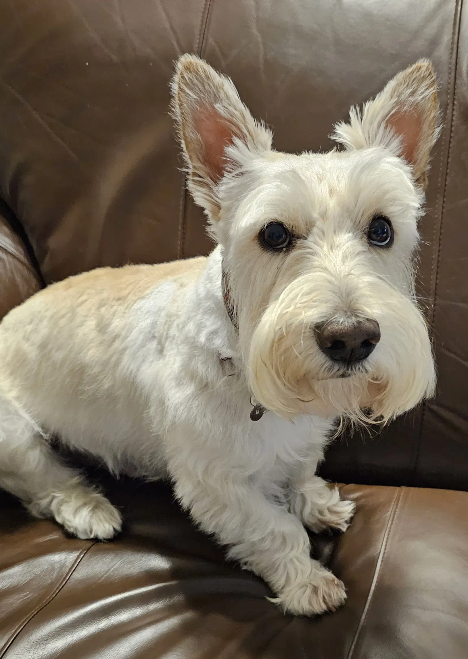 Finley - Scottish Terrier Scottie