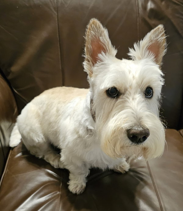 Finley