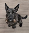 Winston - Medical Hold - Photo 1