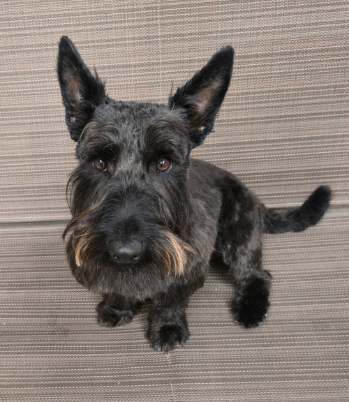 picture of the dog needing adoption