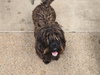 Winston - Medical Hold - Photo 2