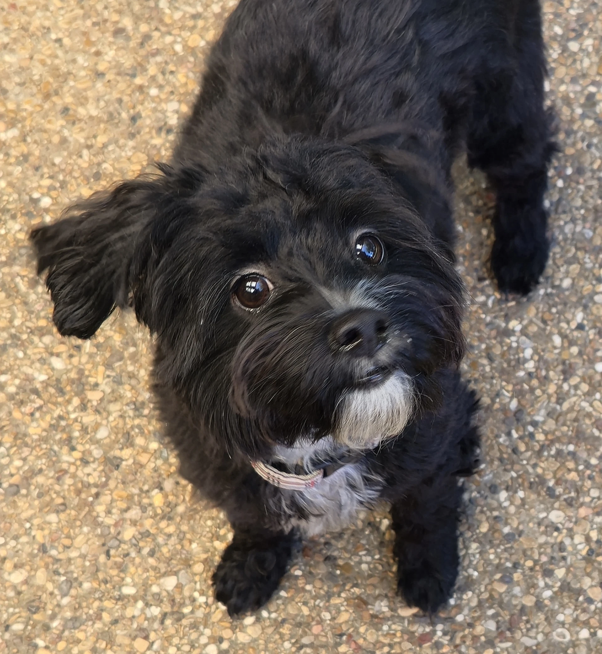 Barley Schnoodle