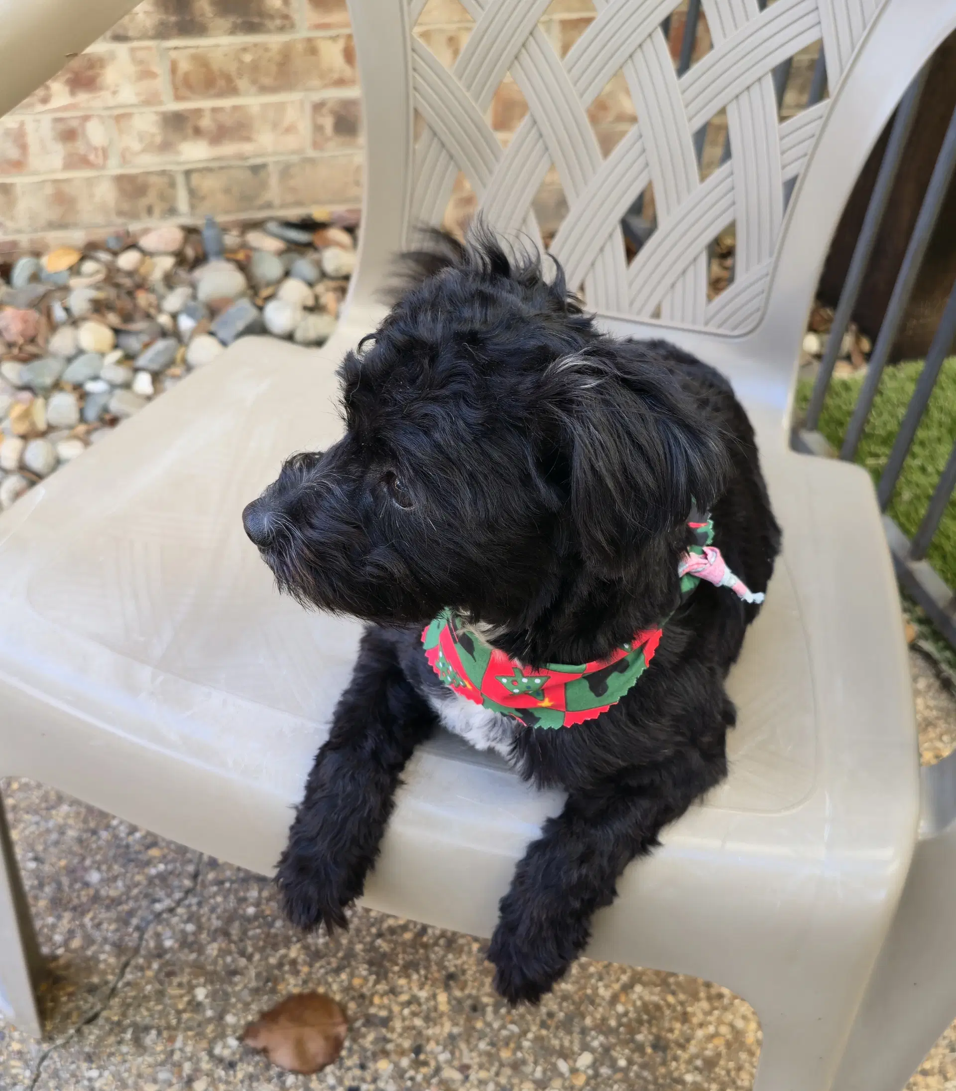 Barley Schnoodle image 2
