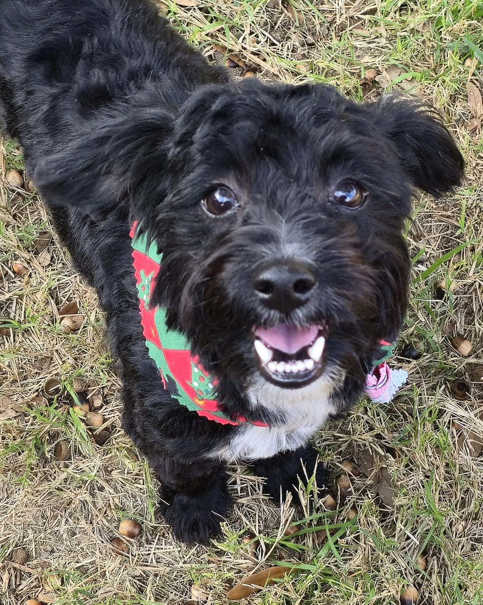 Barley Schnoodle image 3