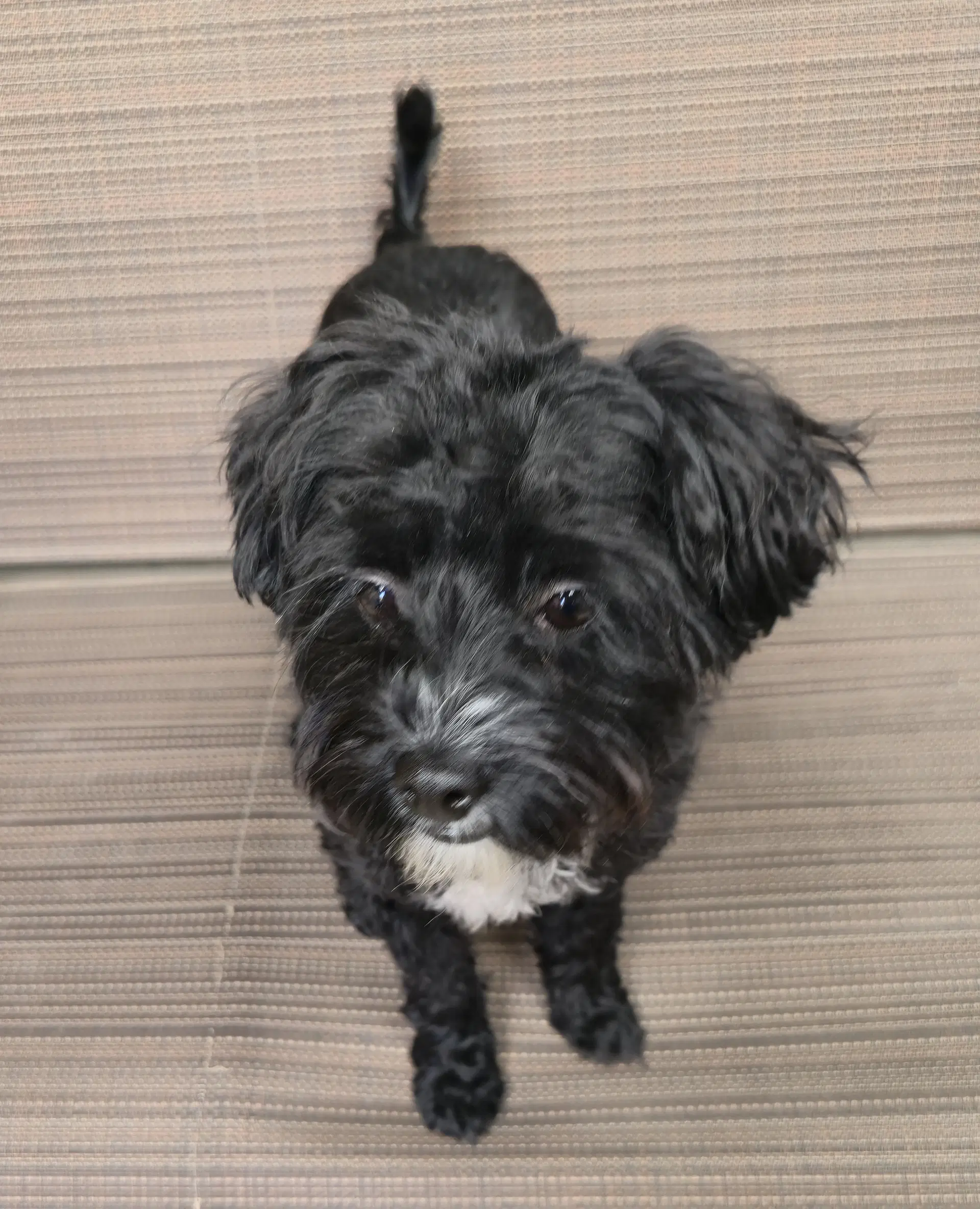 Barley Schnoodle image 4