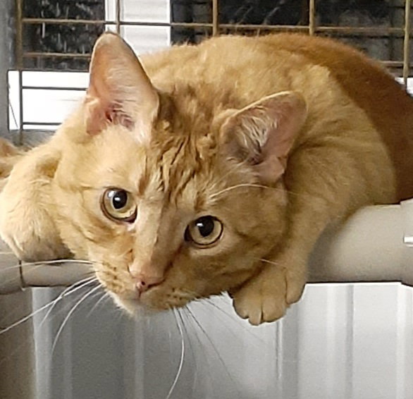 Oliver