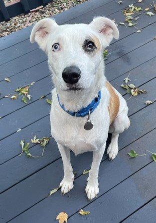 adoptable Dog in Shell Lake, WI named Bleu