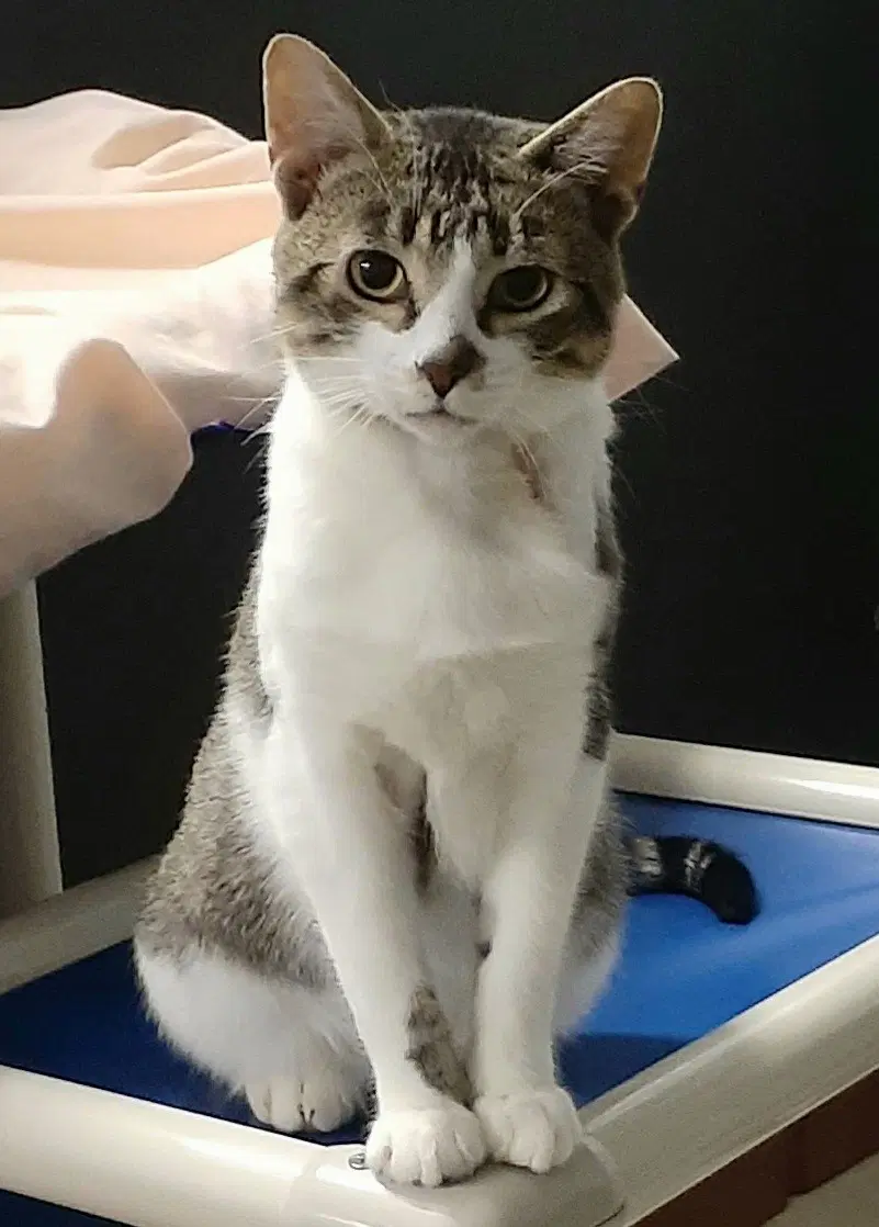 Louie - Domestic Short Hair
