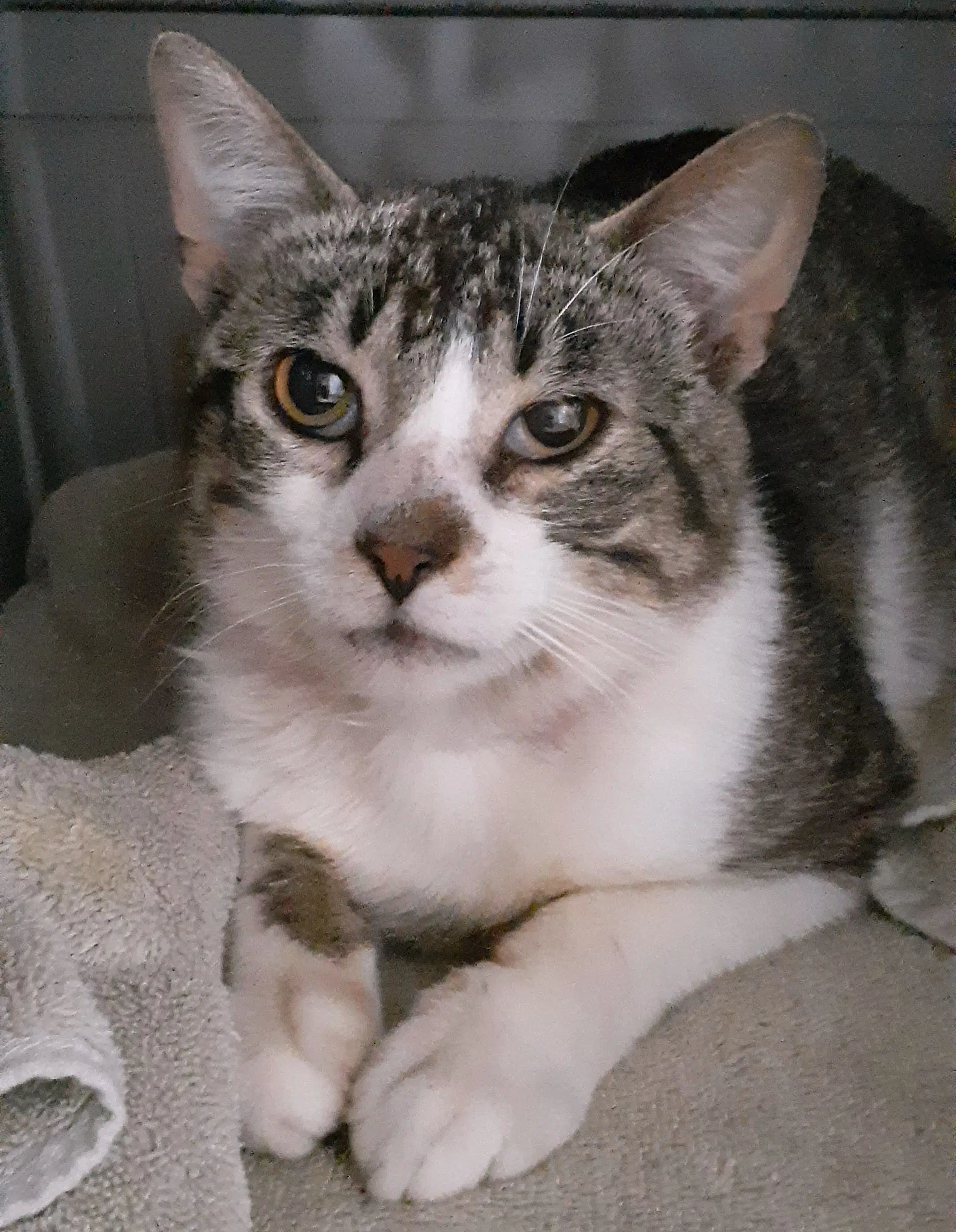 Louie image 4
