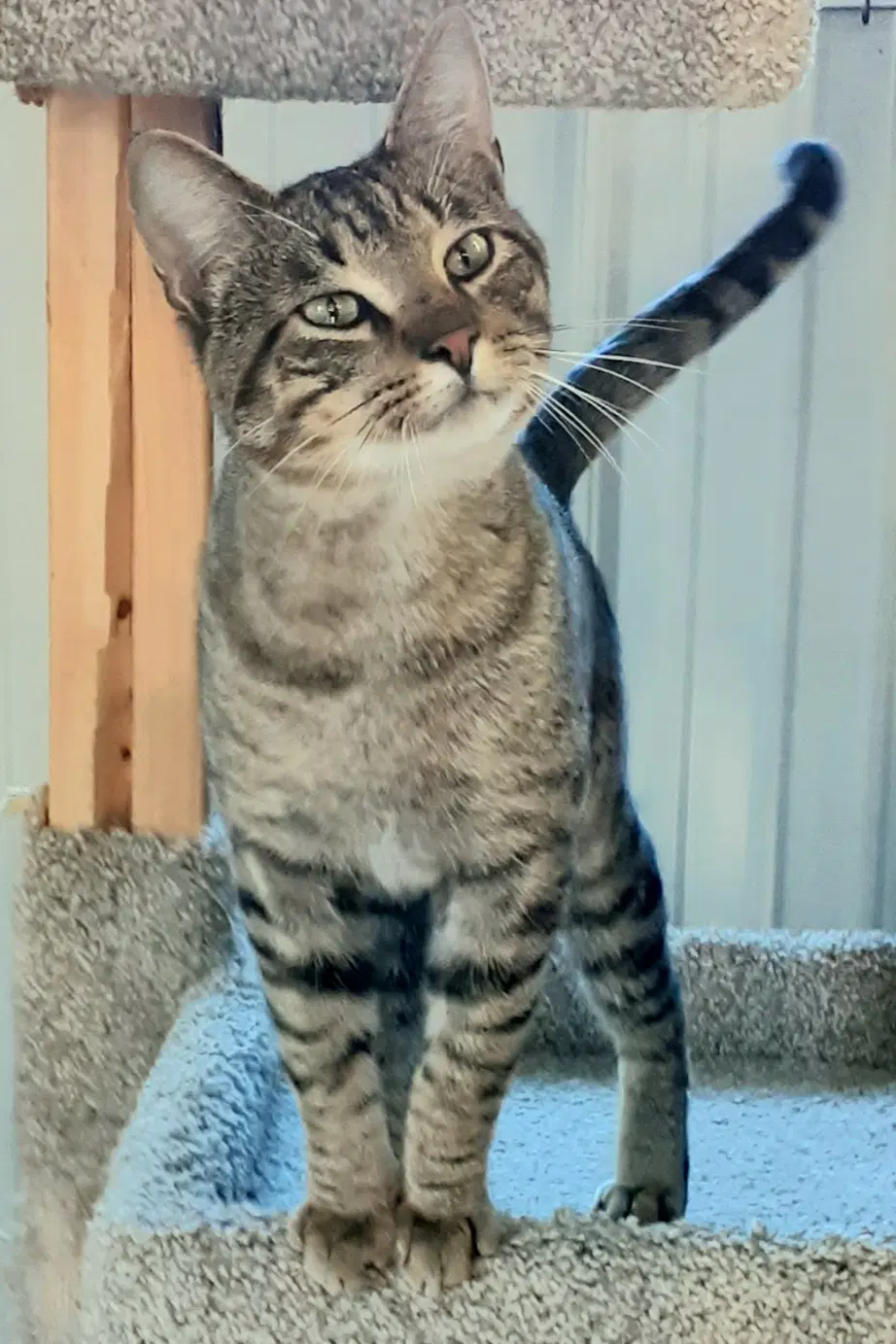Fred - Mr Social - Domestic Short Hair
