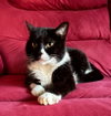 Nettie
