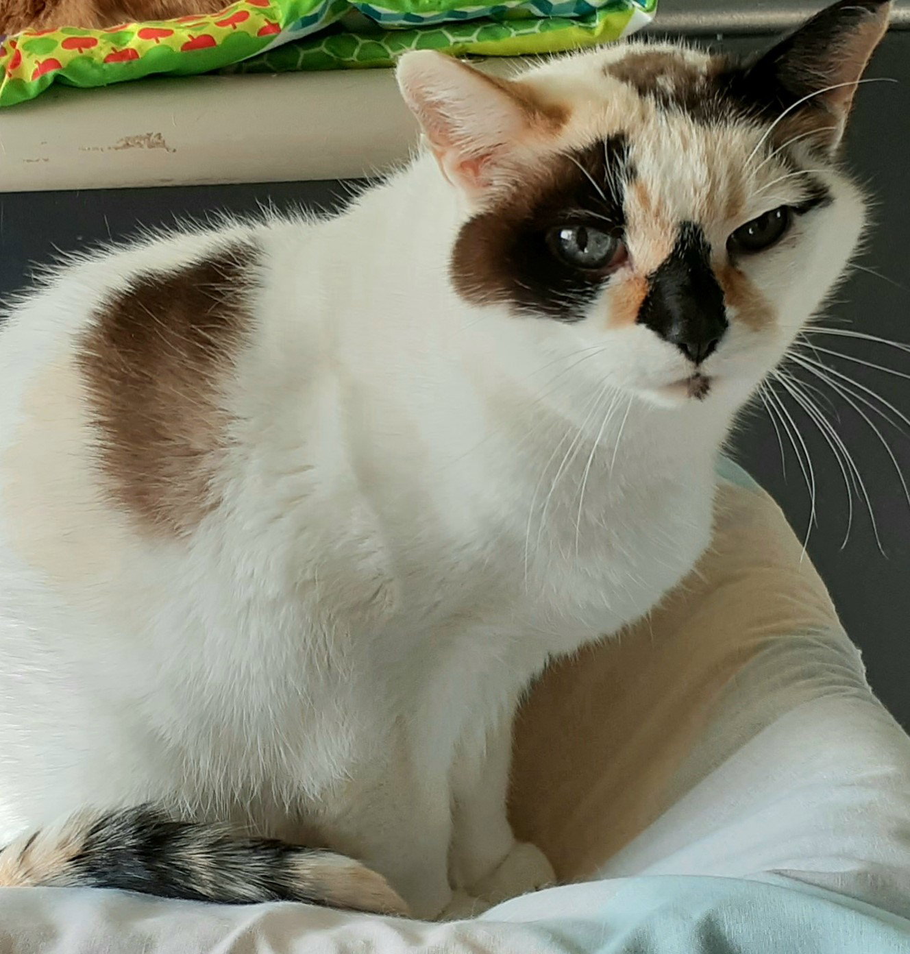 Pebbles