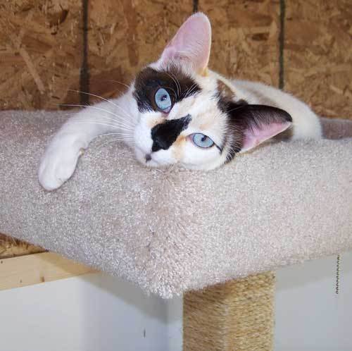 adoptable Cat in Shell Lake, WI named Pebbles