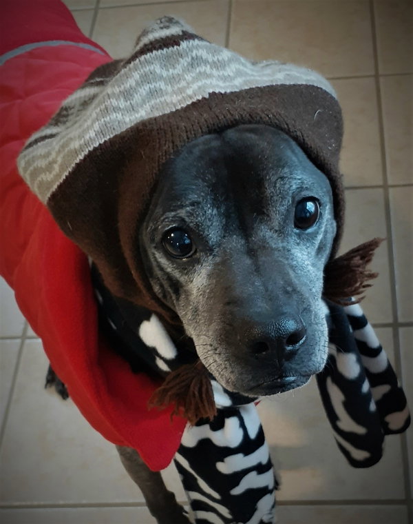Rocco - loyal companion!