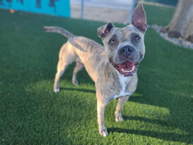 adoptable Dog in Antioch, CA named ECHO