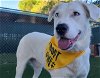 adoptable Dog in antioch, CA named LANA
