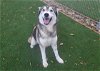 adoptable Dog in antioch, CA named MALAYA